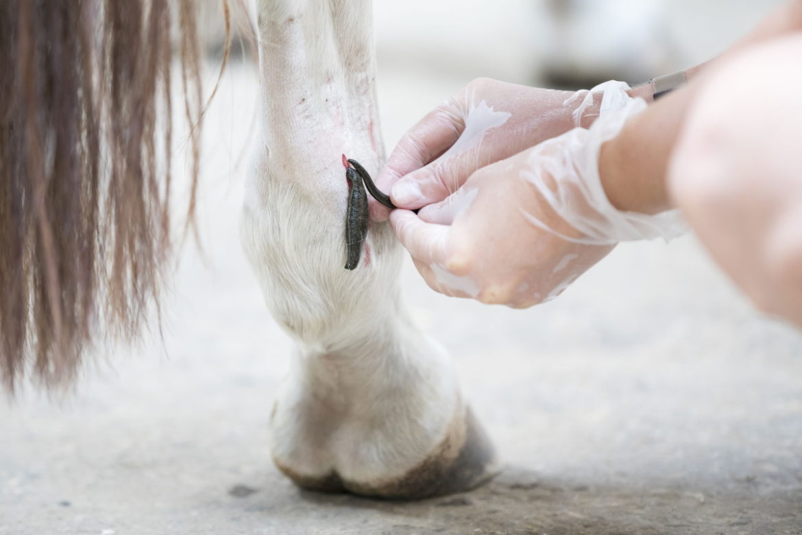 טיפול בעלוקות – שיטת ריפוי טובה לבעלי חיים
