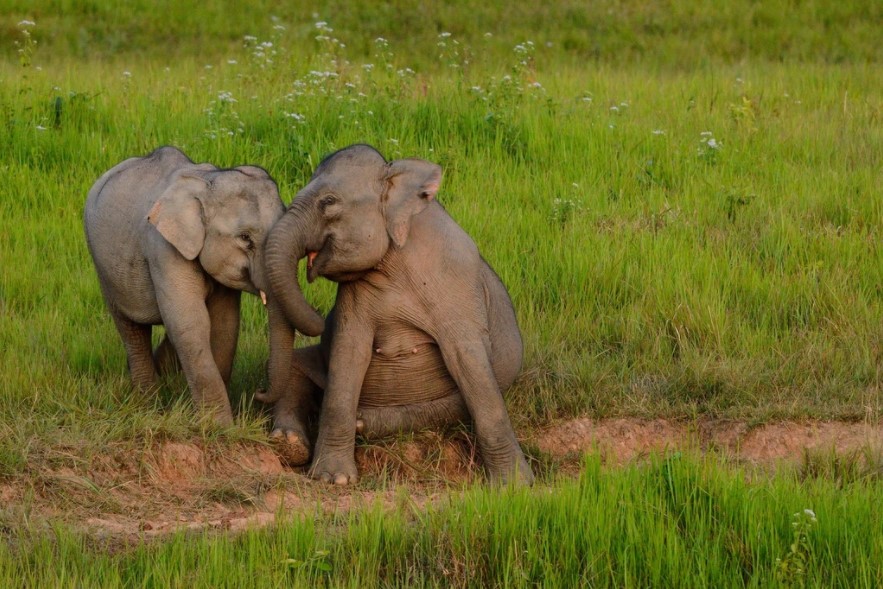 הטבע ופילים בפארק הלאומי קאו יאי תאילנד